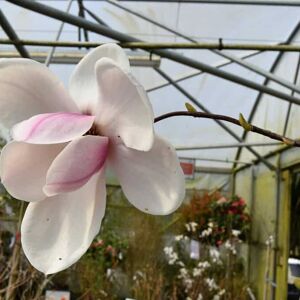 Magnolia 'Spectrum' 12-14 HS